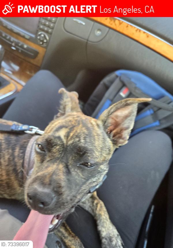 Lost Female Dog last seen Unknown, but possibly Santa Monica and Highland or near William Hart Dog Park., Los Angeles, CA 90038