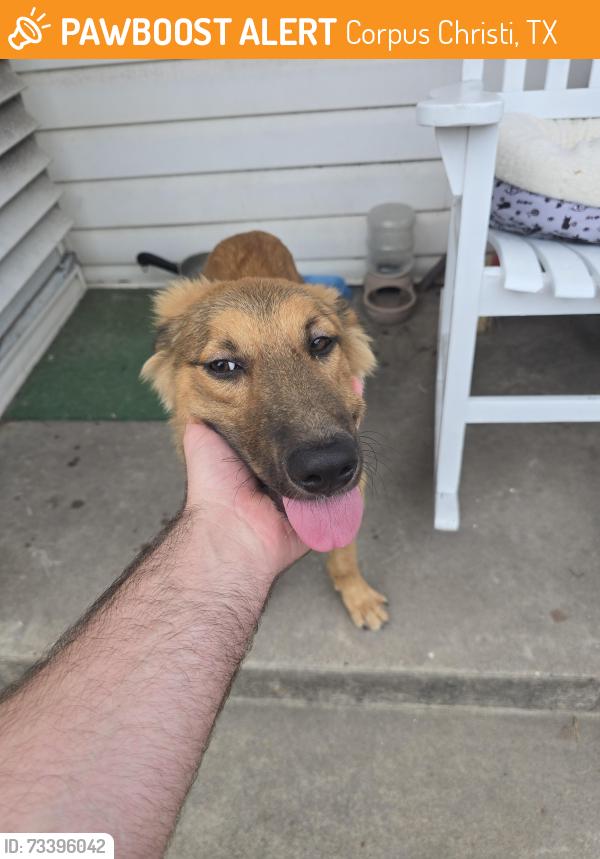 Found/Stray Male Dog last seen Hampshire and Lantana by Gibson Elementary, Corpus Christi, TX 78408