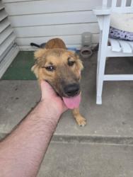 Found/Stray Male Dog last seen Hampshire and Lantana by Gibson Elementary, Corpus Christi, TX 78408