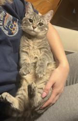 Lost Female Cat last seen NW Montreux & NW Village Park Dr, Issaquah, WA 98027