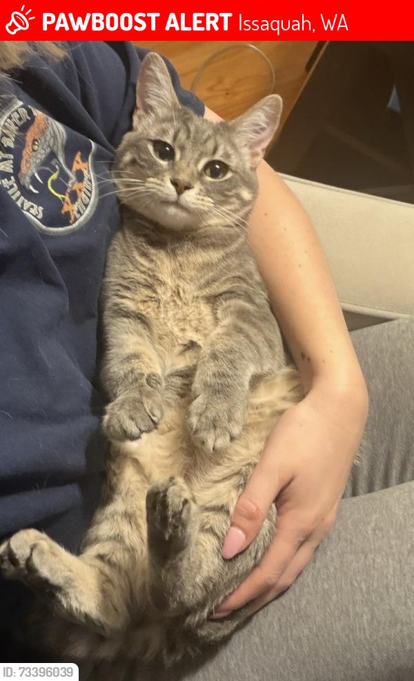 Lost Female Cat last seen NW Montreux & NW Village Park Dr, Issaquah, WA 98027