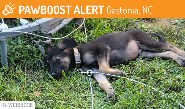 Found/Stray Male Dog last seen Hudson Blvd & Efird St, Gastonia, NC 28054