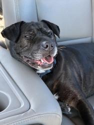 Reunited Female Dog last seen Near Plank Ave, El Cerrito, CA 94530, USA, El Cerrito, CA 94530