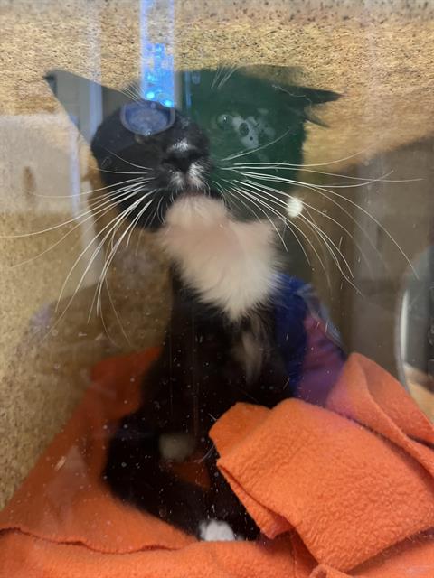 Shelter Stray Male Cat last seen YREKA AVE & 24TH ST, 2127 Front St, Sacramento, CA 95818, USA