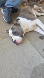 Found/Stray Male Dog last seen Fresno City College, Fresno, CA 93704