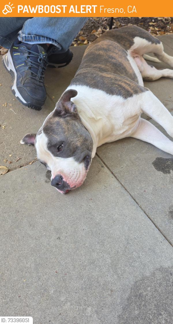 Found/Stray Male Dog last seen Fresno City College, Fresno, CA 93704