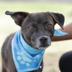 Shelter Stray Male Dog last seen Near BLOCK ESSEX, 4710 TX-151, San Antonio, TX 78227, USA