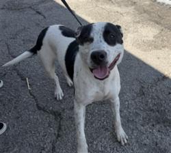 Shelter Stray Male Dog last seen ALMERIS X FOOTHILL, 333 Chandler Pl, San Bernardino, CA 92408, USA
