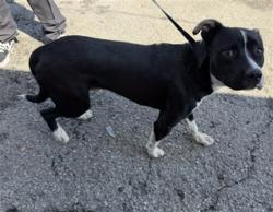 Shelter Stray Male Dog last seen ALMERIS X FOOTHILL, 333 Chandler Pl, San Bernardino, CA 92408, USA