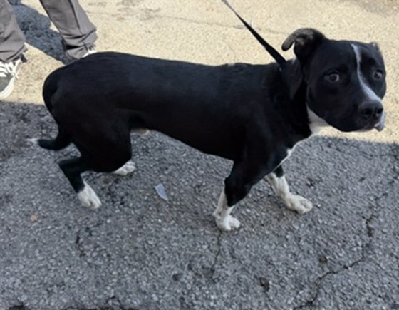 Shelter Stray Male Dog last seen ALMERIS X FOOTHILL, 333 Chandler Pl, San Bernardino, CA 92408, USA