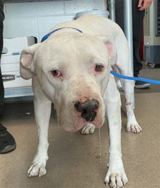 Shelter Stray Male Dog last seen Near BLOCK W 6TH ST, 333 Chandler Pl, San Bernardino, CA 92408, USA