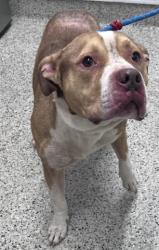 Shelter Stray Male Dog last seen Near BLOCK GLASTONBURY RD DETROIT MI 48219, 7401 Chrysler Dr, Detroit, MI 48211, USA