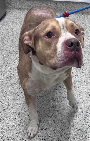 Shelter Stray Male Dog last seen Near BLOCK GLASTONBURY RD DETROIT MI 48219, 7401 Chrysler Dr, Detroit, MI 48211, USA