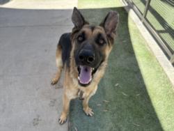 Shelter Stray Male Dog last seen , 1850 W 60th St, Los Angeles, CA 90047, USA