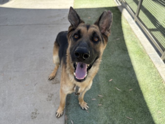 Shelter Stray Male Dog last seen , 1850 W 60th St, Los Angeles, CA 90047, USA