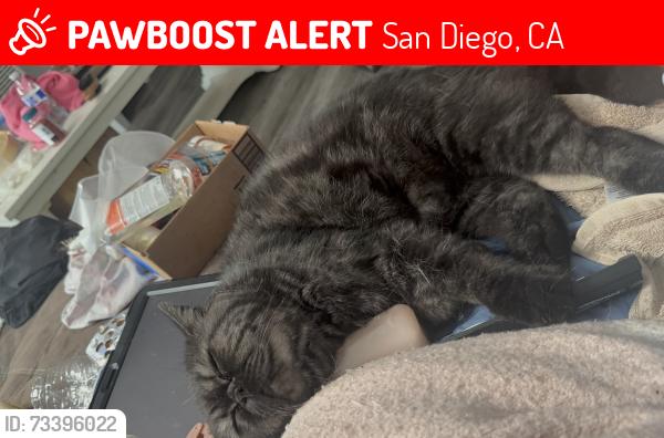 Lost Male Cat last seen 15th St, San Diego, CA 92154