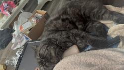 Lost Male Cat last seen 15th St, San Diego, CA 92154