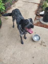 Found/Stray Female Dog last seen Cindy ln, Burleson, TX 76028