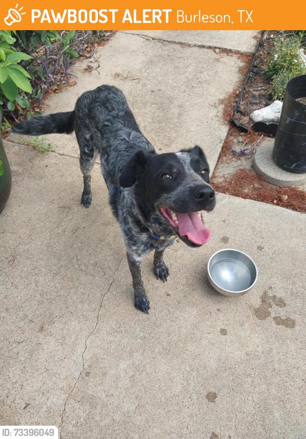 Found/Stray Female Dog last seen Cindy ln, Burleson, TX 76028