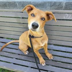 Found/Stray Female Dog last seen MacArthur Park 1321 E Anaheim St, Long Beach, CA 90813, Long Beach, CA 90813