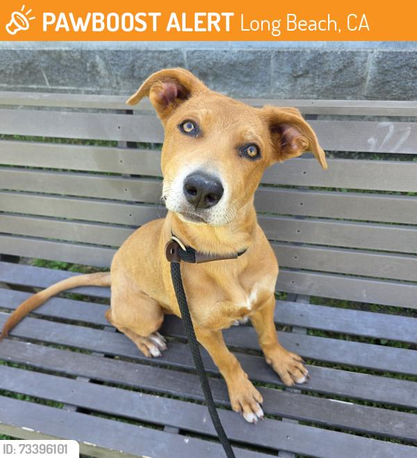 Found/Stray Female Dog last seen MacArthur Park 1321 E Anaheim St, Long Beach, CA 90813, Long Beach, CA 90813