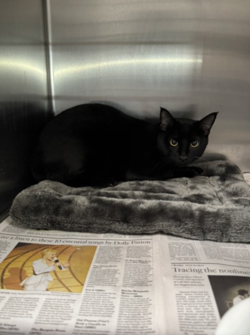 Shelter Stray Male Cat last seen , 11361 W Pico Blvd, Los Angeles, CA 90064, USA
