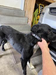 Found/Stray Male Dog last seen Constitution park West Jordan, West Jordan, UT 84084