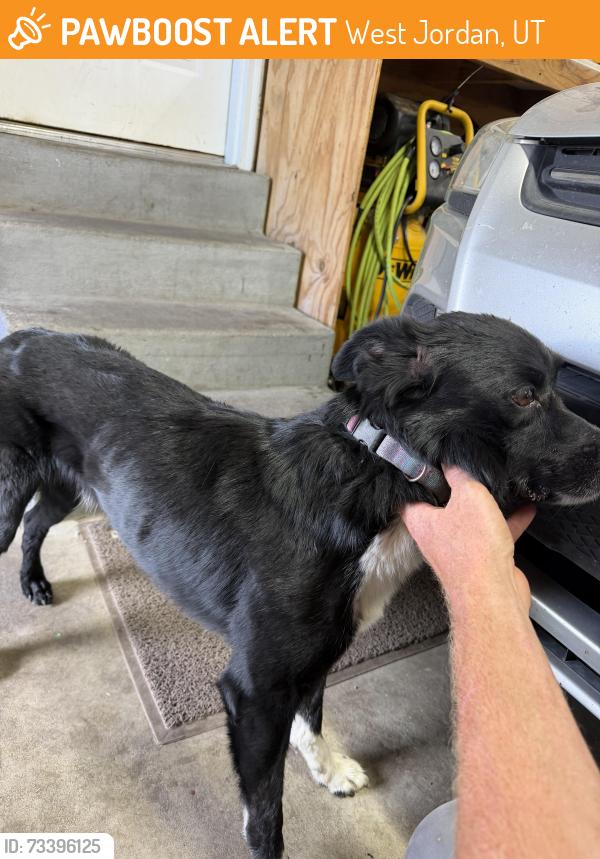 Found/Stray Male Dog last seen Constitution park West Jordan, West Jordan, UT 84084