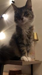 Lost Female Cat last seen Bent Tree Subdivision, Springfield, MO 65802