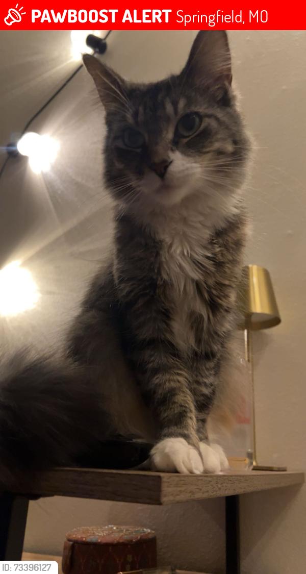 Lost Female Cat last seen Bent Tree Subdivision, Springfield, MO 65802