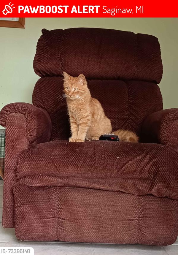 Lost Male Cat last seen S 26th street and Walnut Street, Saginaw, MI 48601