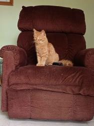 Lost Male Cat last seen S 26th street and Walnut Street, Saginaw, MI 48601
