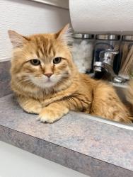 Reunited Male Cat last seen Cambrian apmts off of Iliff Avenue. Idalia Street is the other cross street., Aurora, CO 80013
