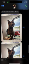 Reunited Female Cat last seen springwoods, Woodbridge, VA 22192