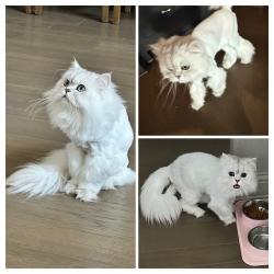 Reunited Male Cat last seen School rd, Dove Rd, Savannah Trl, Southlake, TX 76092