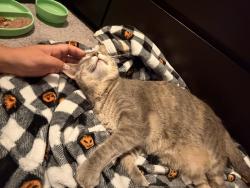 Reunited Female Cat last seen Rutledge Avenue & Haskell drive, Lancaster, PA 17601