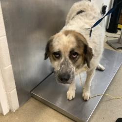 Shelter Stray Male Dog last seen Near STALCUP RD, East District, TX, 355 Hillshire Dr, Haslet, TX 76052, USA