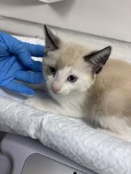 Shelter Stray Female Cat last seen , , CA, 1101 29th Ave, Oakland, CA 94601, USA