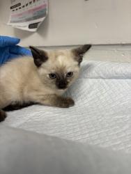 Shelter Stray Female Cat last seen , , CA, 1101 29th Ave, Oakland, CA 94601, USA