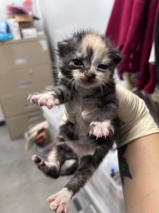 Shelter Stray Female Cat last seen Near south Glenburnie rd, New Bern City Limits, NC, 1639 Old Airport Rd, New Bern, NC 28562, USA