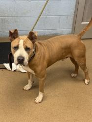 Shelter Stray Male Dog last seen Bouldercrest road Atlanta, 30316, 30316, GA, 3280 Chamblee Dunwoody Rd, Chamblee, GA 30341, USA