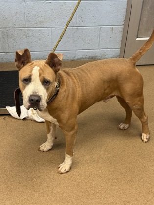 Shelter Stray Male Dog last seen Bouldercrest road Atlanta, 30316, 30316, GA, 3280 Chamblee Dunwoody Rd, Chamblee, GA 30341, USA