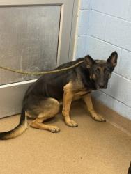 Shelter Stray Female Dog last seen Near W Nancy Creek Drive Atlanta, 30341, 30341, GA, 3280 Chamblee Dunwoody Rd, Chamblee, GA 30341, USA