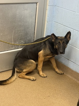 Shelter Stray Female Dog last seen Near W Nancy Creek Drive Atlanta, 30341, 30341, GA, 3280 Chamblee Dunwoody Rd, Chamblee, GA 30341, USA
