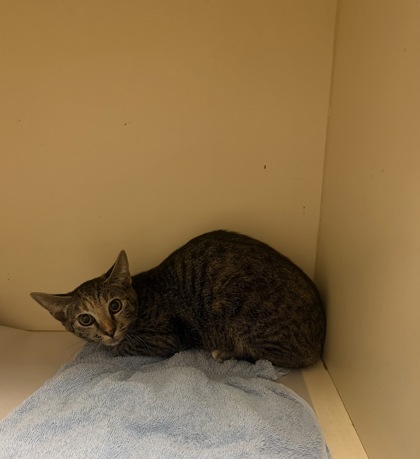 Shelter Stray Female Cat last seen Leslie Brook Dr, 30035, GA, 3280 Chamblee Dunwoody Rd, Chamblee, GA 30341, USA