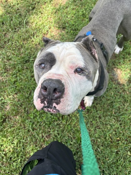 Shelter Stray Male Dog last seen 27th Street and Oslo, Vero Beach, FL, 6230 77th St, Vero Beach, FL 32967, USA
