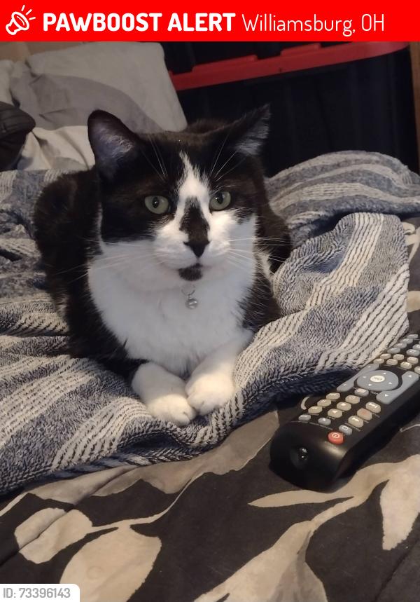 Lost Female Cat last seen Marathon, Williamsburg, OH 45176