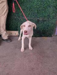 Shelter Stray Male Dog last seen Near Maureen Circle, CITY of El Paso, TX, 5001 Fred Wilson Ave, El Paso, TX 79906, USA