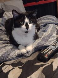 Lost Female Cat last seen Marathon, Williamsburg, OH 45176