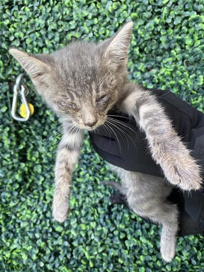 Shelter Stray Male Cat last seen Near logistics, Socorro,, 5001 Fred Wilson Ave, El Paso, TX 79906, USA